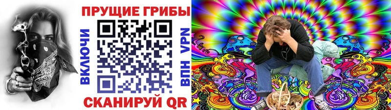 дарнет шоп  Кедровый  Галлюциногенные грибы прущие грибы 